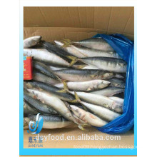 High Quality Horse/Indian/Pacific Mackerel for sale